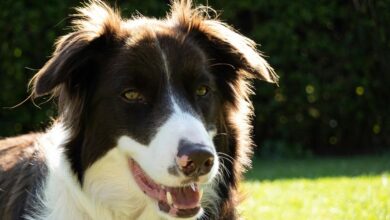 business intelligence analysis overview